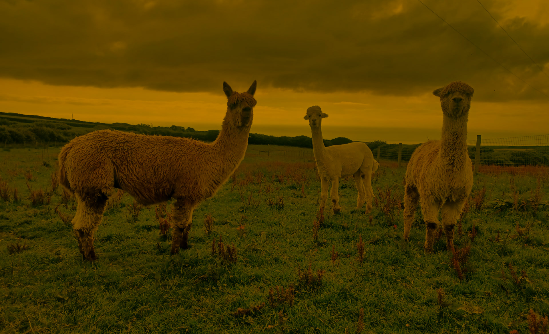 Alpaca Walkies Background Image