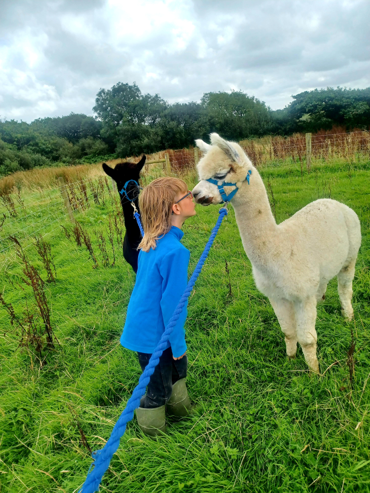 Sponsor an Alpaca