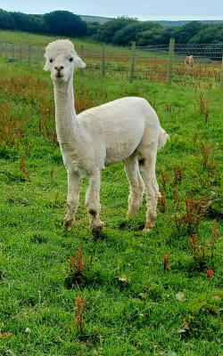 EDDISON