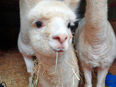 Alpaca Walkies Gallery