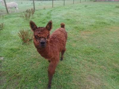 Alpaca Walkies Gallery