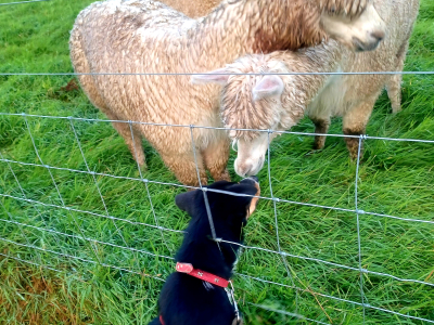 Alpaca Walkies Gallery