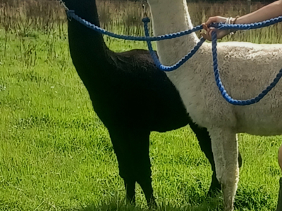 Alpaca Walkies Gallery