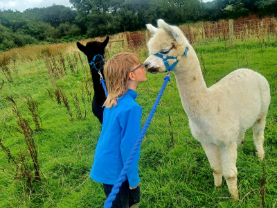 Alpaca Walkies Gallery