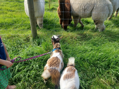 Alpaca Walkies Gallery