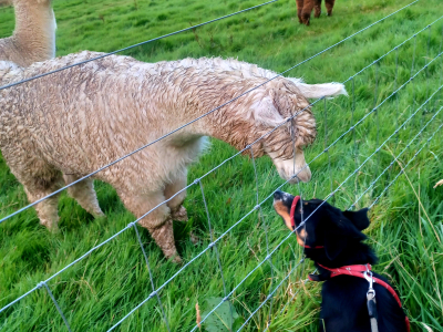 Alpaca Walkies Gallery