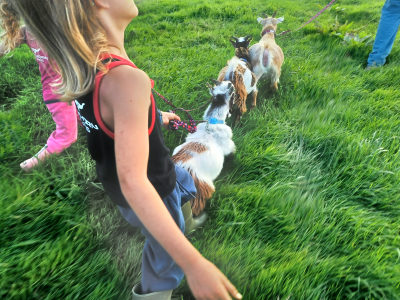 Alpaca Walkies Gallery