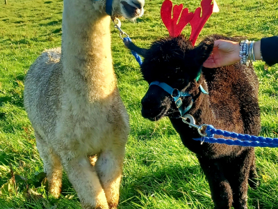 Alpaca Walkies Gallery