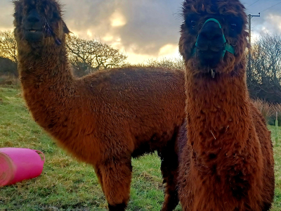 Alpaca Walkies Gallery