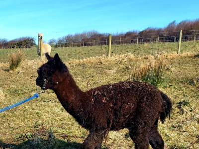 Alpaca Walkies Gallery
