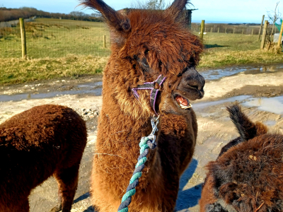 Alpaca Walkies Gallery
