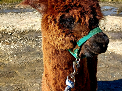 Alpaca Walkies Gallery