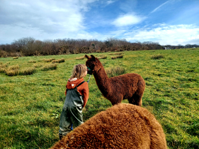 Alpaca Walkies Gallery