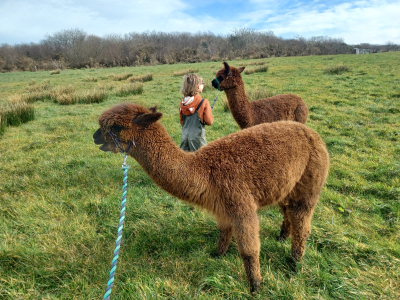Alpaca Walkies Gallery