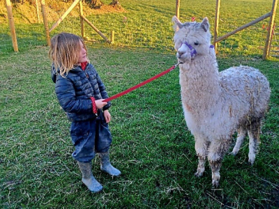 Alpaca Walkies Gallery
