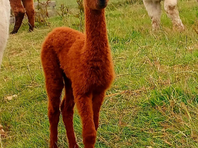 Alpaca Walkies Gallery