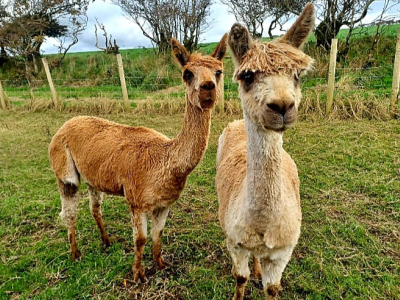 Alpaca Walkies Gallery