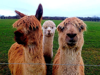 Alpaca Walkies Gallery