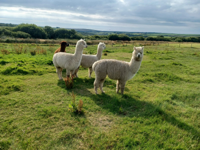 Alpaca Walkies Gallery