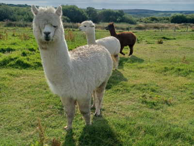 Alpaca Walkies Gallery