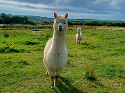 Alpaca Walkies Gallery