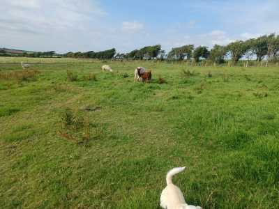 Alpaca Walkies Gallery