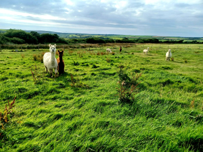 Alpaca Walkies Gallery