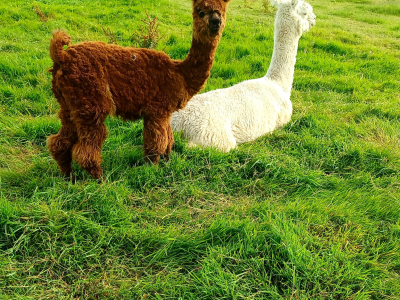 Alpaca Walkies Gallery