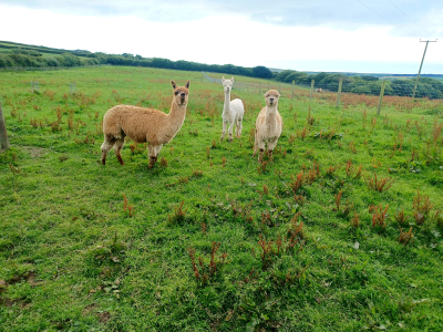 Alpaca Walkies Gallery
