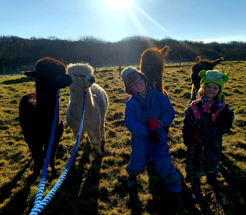 Alpaca Walkies - Alpaca Walking
