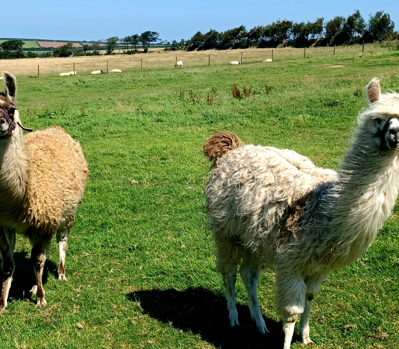 Alpaca Walkies - Weddings