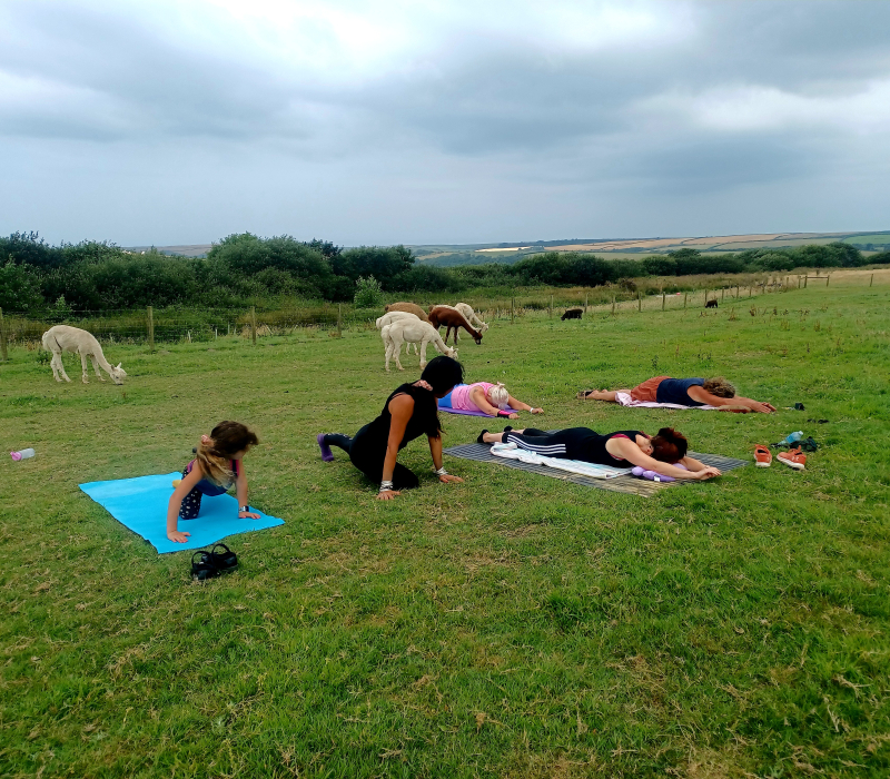 Alpaca Walkies - Alpaca Pilates